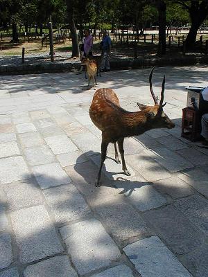 Nara Park